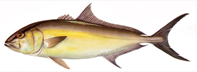Greater Amberjack product image