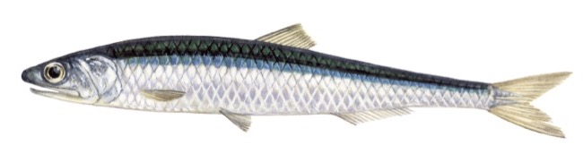 Anchovy product image