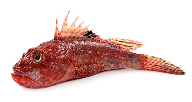 Red Scorpionfish product image