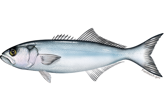 Bluefish product image