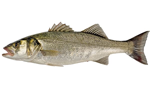 European Sea Bass product image