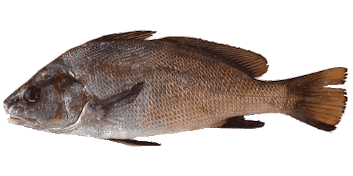 Brown Meagre product image