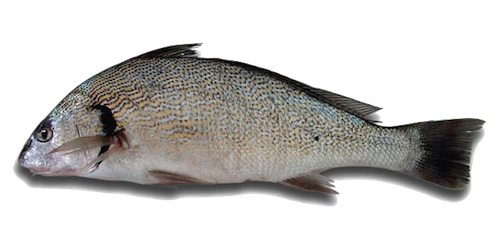 Shi Drum product image