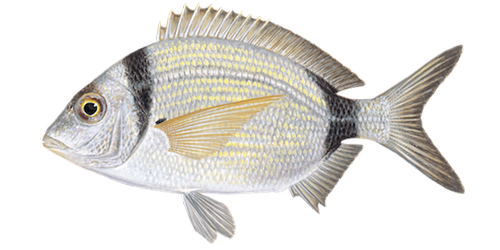 Common Two-Banded Seabream product image