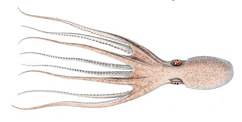 Musky Octopus product image