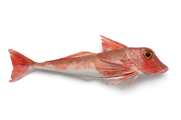 Tub Gurnard product image