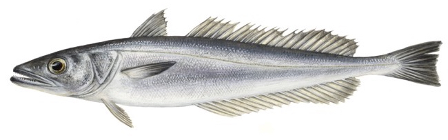 European Hake product image