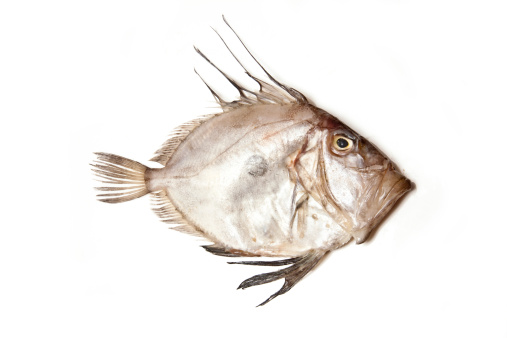 John Dory product image