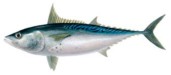 Little Tunny product image