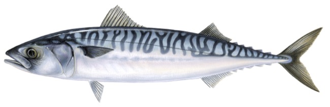Atlantic Mackerel product image