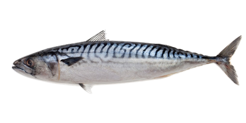 Chub Mackerel product image