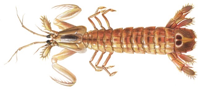 Mantis Shrimp product image