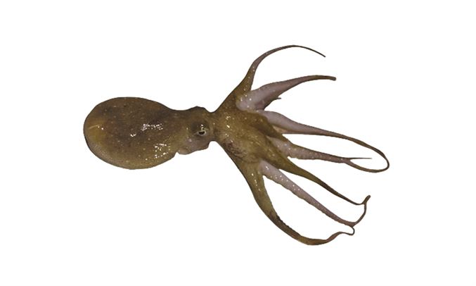 Common Octopus product image