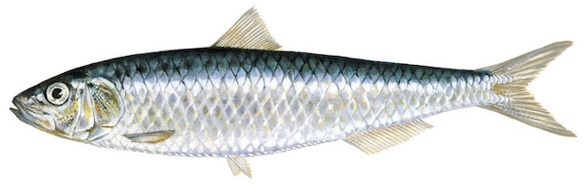 European Sardine product image