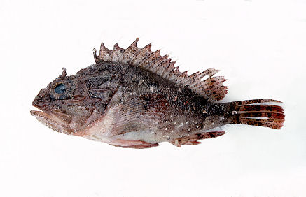 Black Scorpionfish product image