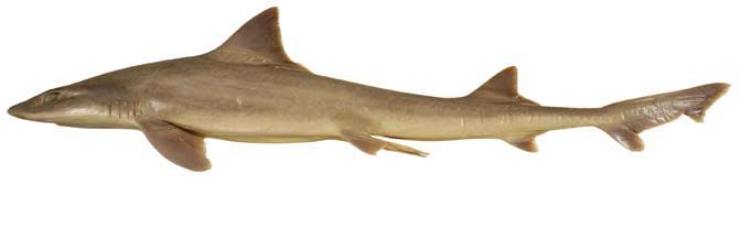 Smooth-Hound product image