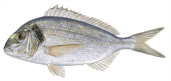 Gilthead Sea Bream product image