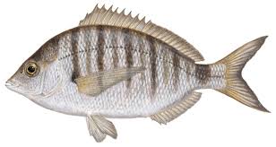 Sharpsnout Seabream product image