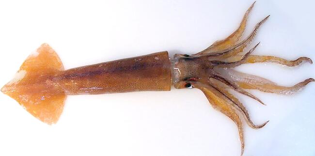 Broadtail Shortfin Squid product image