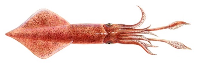 European Squid product image