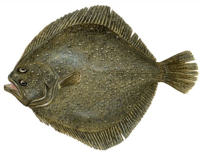 Turbot product image